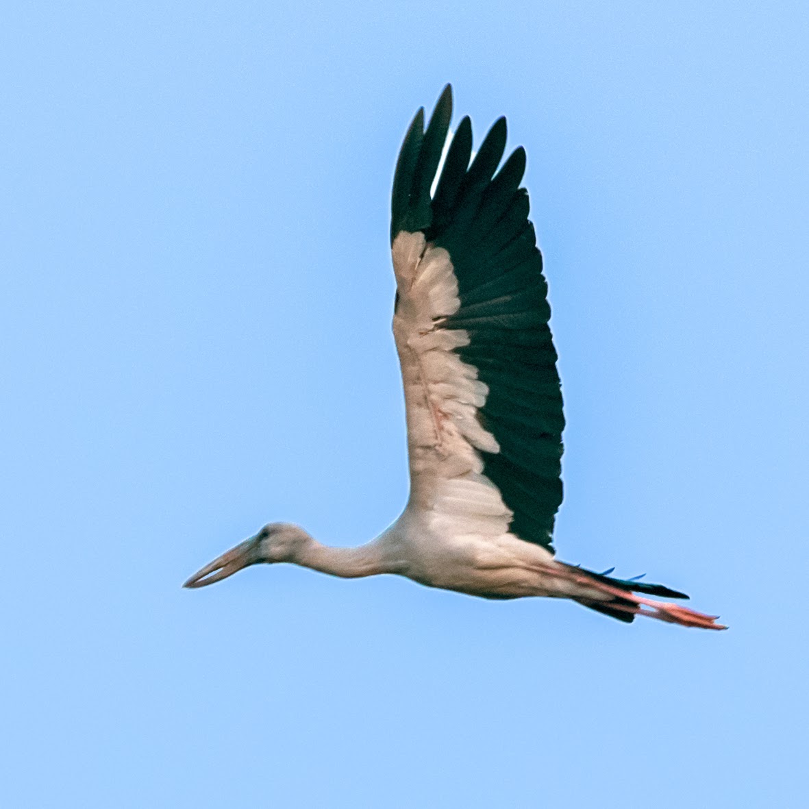 Asian openbill stork